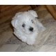 Westie-Malteser Welpen Welpen - Hündin
