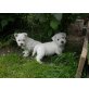 Westie Mischlingswelpen Welpen - Rüde