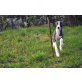 Whippet Welpen - Rüde