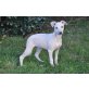 Whippet Welpen - Rüde