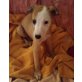 Whippet Welpen - Rüde