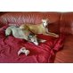 Whippet Welpen - Rüde