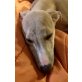 Whippet Welpen - Rüde