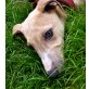Whippet Welpen - Rüde