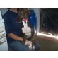 Whippie Whippet Mix - Rüde