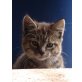 Whiskas-Katze - Katze