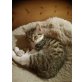 Whiskas, junger Kater Whiskas; HausKatze - Kater