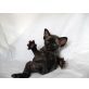 Whiskey und Wasabi Rexclusive, Devon Rex - Katze