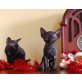 Whiskey und Wasabi Rexclusive, Devon Rex - Katze