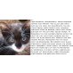 Whisky, Bauernhofkätzchen zu verschenken - Katze