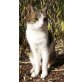 Whisky, EKZ - Kater