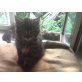 Whisky, graugetigerter Jungkater - Kater