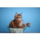 Whisper A Star Coon, Maine Coon - Kater