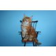 Whisper, Maine Coon - Kater