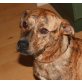 Whisper, Whippet Mix - Rüde