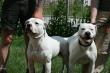 White Angels ..., American Bulldog Welpen - Rüde