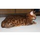 Whitecreek Bengalkatzen, Bengalkatze - Kater