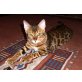 Whitecreek Bengalkatzen, Bengalkatze - Katze