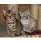 Whitecreek GATSBY, Bengalkatze - Kater