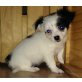Whitey, Chihuahua Welpe ohne Papiere Welpen - Rüde