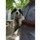 Whitney, Mix - Hündin