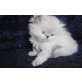 Whoopi Goldberg of Jesscor Cats , Perser - Katze