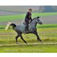 WhyNot Summer, Welsh Pony - Stute