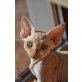Wicki of Royal Devons, Devon Rex - Katze