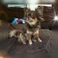 Wicky, Chihuahua langhaariger Schlag - Hündin