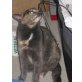 Wicky, Hauskatze - Katze