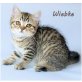 Wiebke vom Röthelstein, Britisch Kurzhaarkatze - Katze