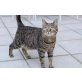 Wien 18: 2 Tigerdamen suchen gemeinsam - Katze