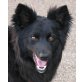 Wiesel, Wiesel, Border-Collie-Spitzmix, PS Wien/Bgld. - Rüde