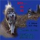 Wikimak v.animalforheart, Alaskan Malamute - Rüde
