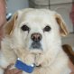 Wikki SENIOR, Tibet Spaniel Mix - Rüde