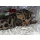 Wild Angel kleine Leopardin, Bengalkatze - Katze