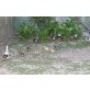 Wild Enten Stockente - männlich