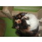 Wild-Honey, Siamesen - Katze