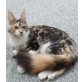 Wild Rose-Schmuserin, Maine Coon - Katze