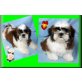 Wild Wave , Shih Tzu Welpen - Rüde