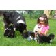 Wild West`s ..., Australian Shepherd Dog Welpen - Hündin
