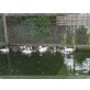 Wildenten zu Verkaufen - männlich