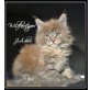Wildfacetigers  JAdore, Maine Coon - Katze