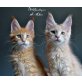 Wildfacetigers Kir Rojal und King, Maine Coon - Kater