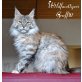 Wildfacetigers, Maine Coon - Katze