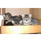 Wildkatzen - Katze