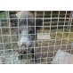 Wildschwein - weiblich