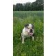 Wildwood´s Fire & Ice Rain, Olde English Bulldogge - Rüde