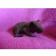 Wilhelmina, Wiebke , Wipert, Wulf, Skinny - Nacktmeerschweinchen