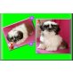 Wilhelmine Wendy, Shih Tzu Welpen - Hündin